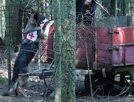Rettungshund Quinsi zeigt an