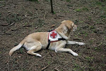 Rettungshund wartet auf die Suche