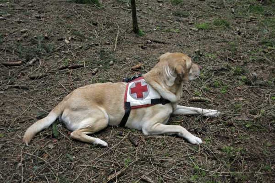 Rettungshund wartet auf die Suche